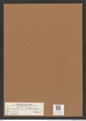 Triceratium szakalense Pant. (de-Toni-Nr.: Genus 140, Species 3967) Zeichnungen Sammlung Grunow Mappe 03968 (Herbarium_W_Grunow_drawings_Folder_03968)
